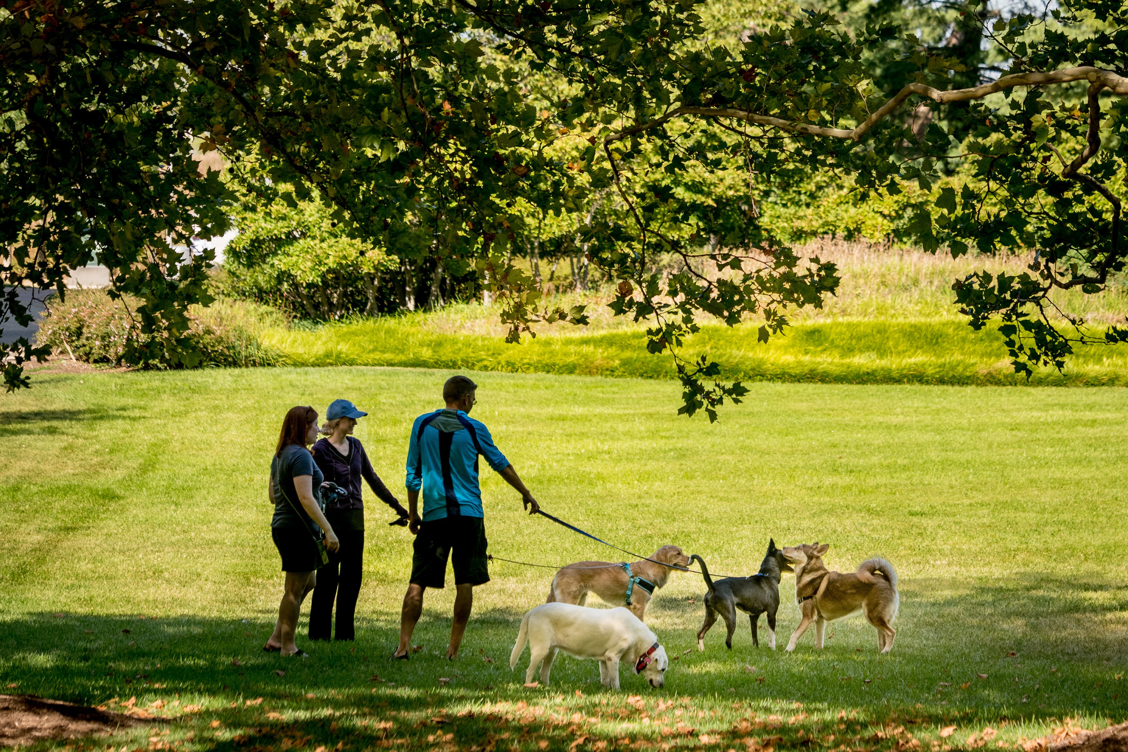 Dog parks throughout local area