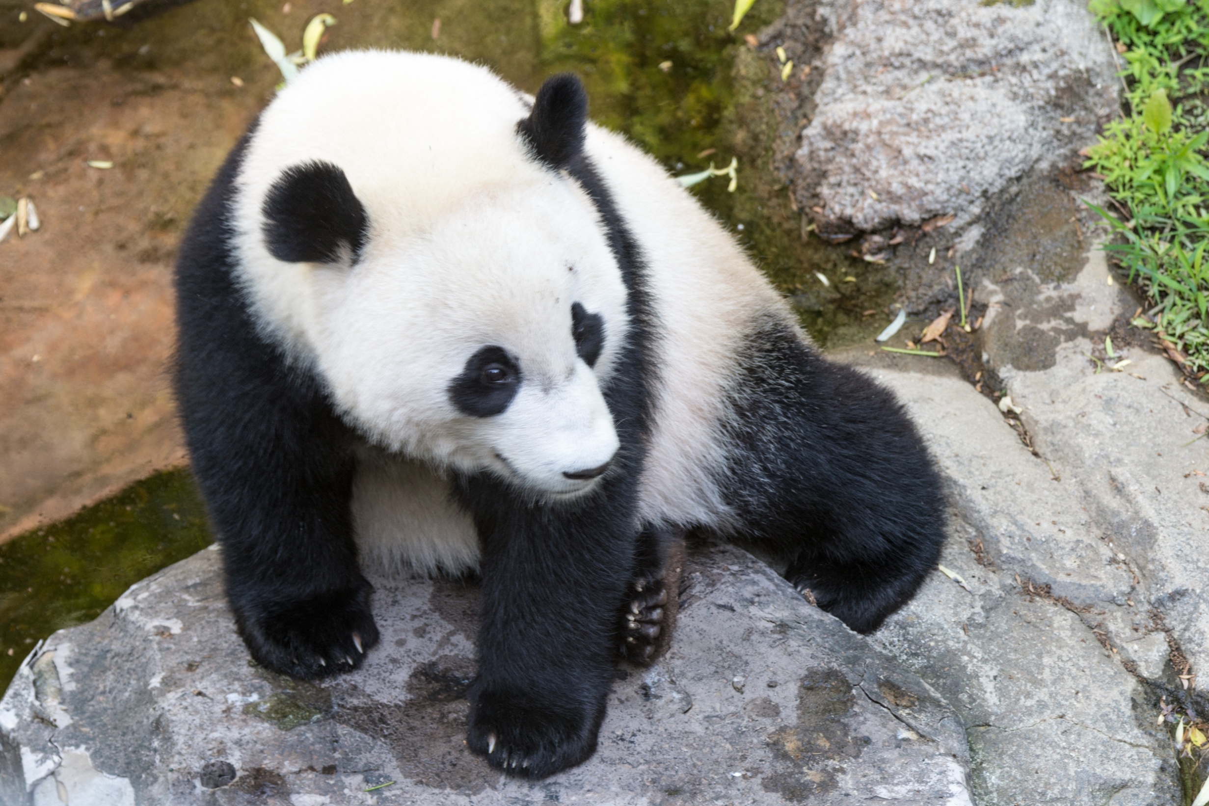 Washington DC's Famous Panda's