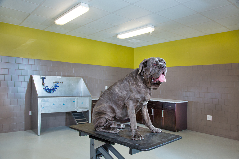GRRROOM, Pet Spa with doggie treadmill GRRROOM, Pet Spa with doggie treadmill