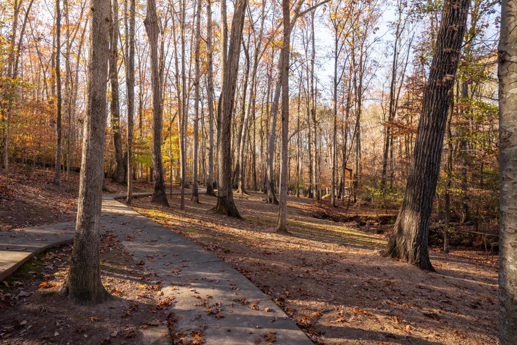 A path in a forest with trees on both sides.