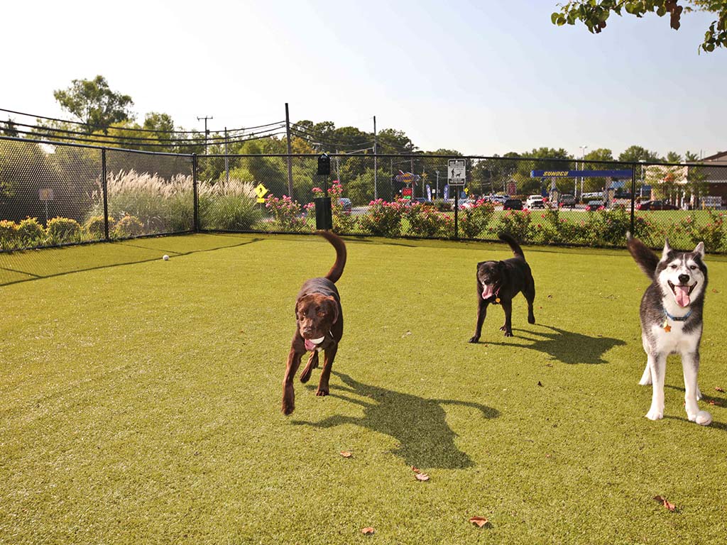 Bark Park for large and small dogs