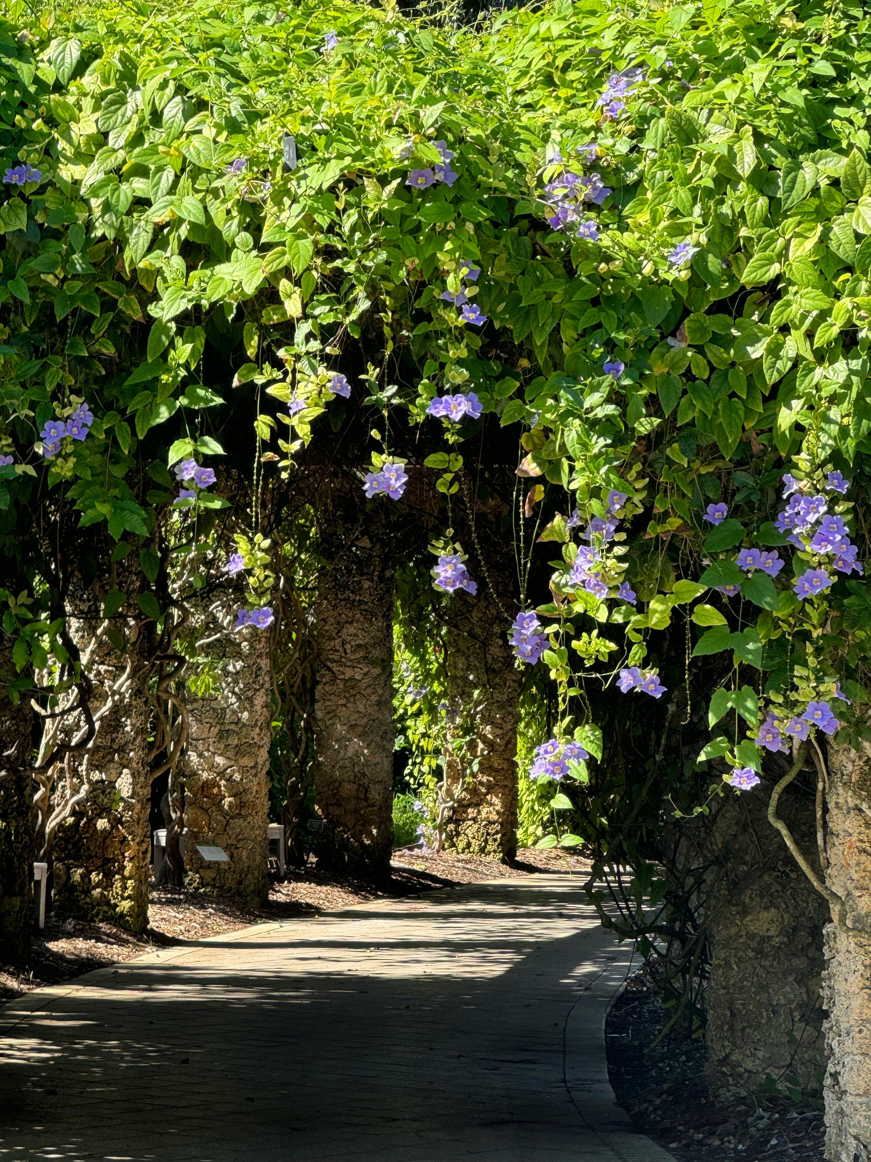 Purple flowers growing on a tree.