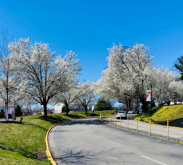 a street with a car driving down it and some trees with white blossoms